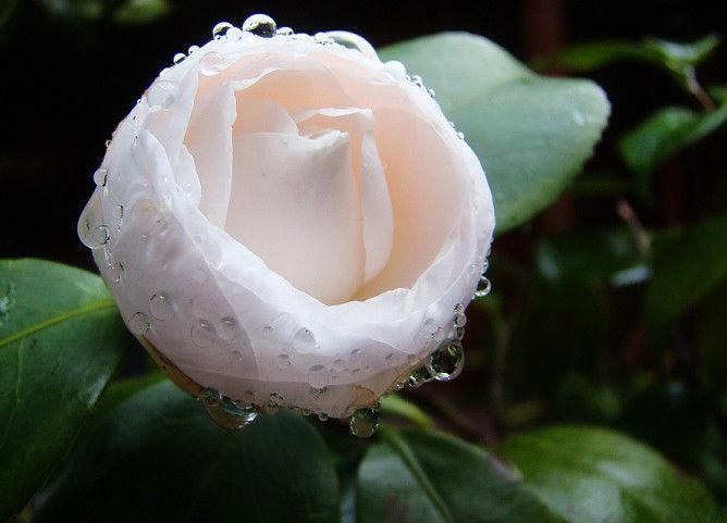 Japanese Camellia seeds camellia japonica